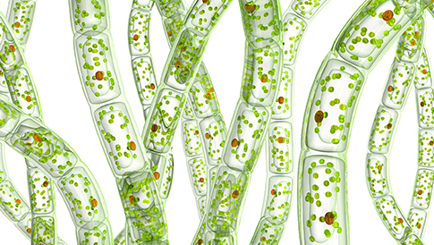 Algal cell count